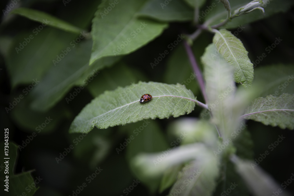 Lady Bug Lady Bug