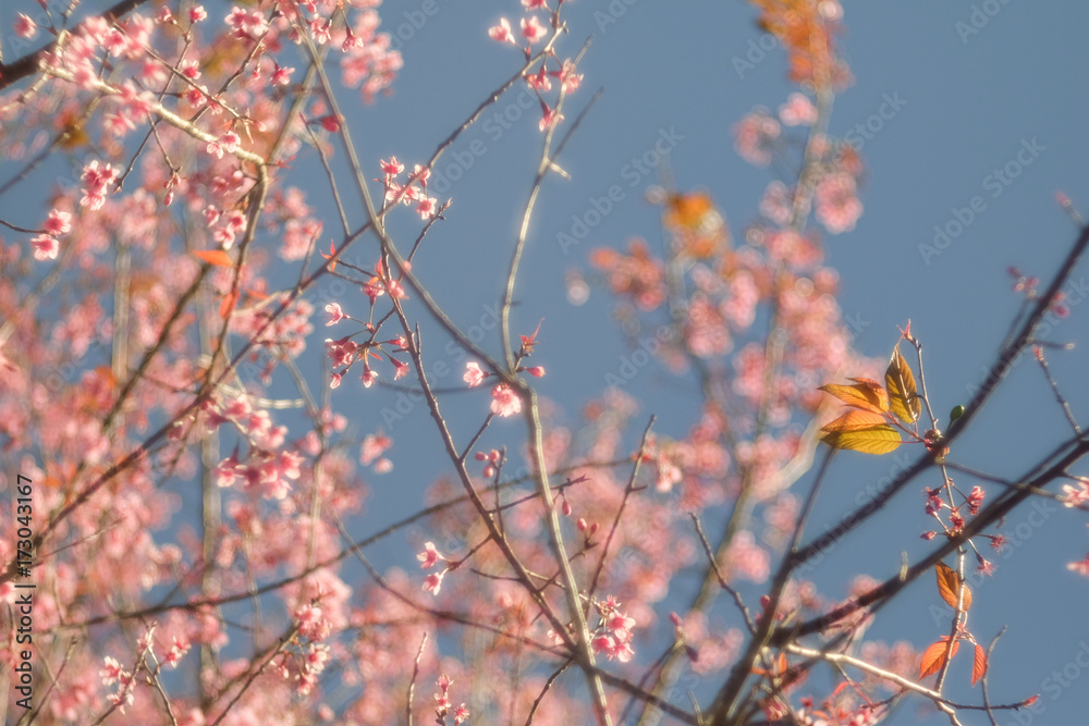 Wild Himalayan Cherry with blue sky and cloud background. Thai sakura blooming during winter in Thailand Wild Himalayan Cherry with blue sky and cloud background. Thai sakura blooming during winter in Thailand