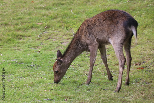 Deer on Brownsea Island