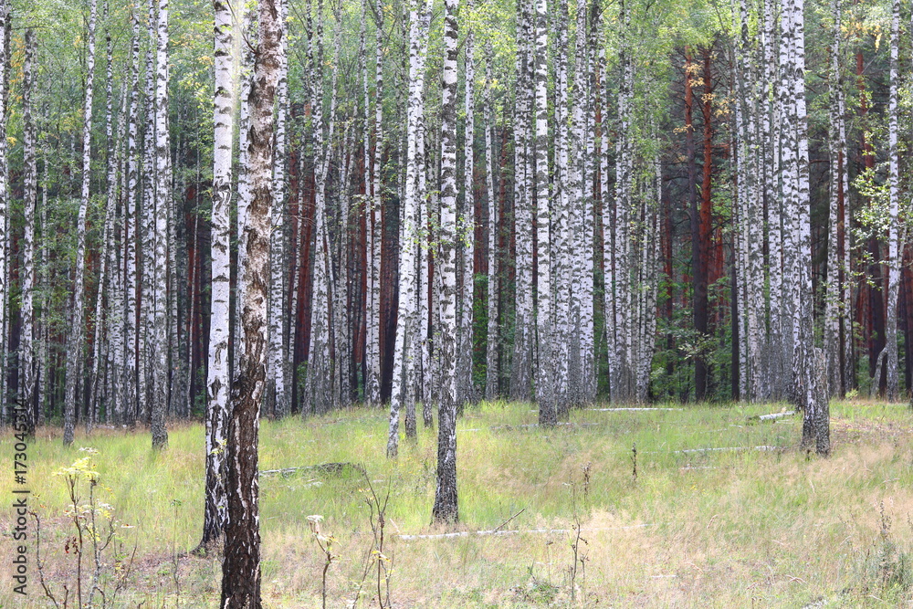 Obraz premium Beautiful birches in forest in early autumn