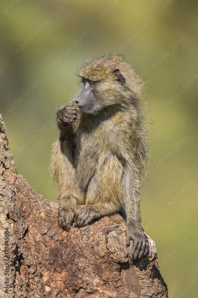 Olive Baboon Olive Baboon