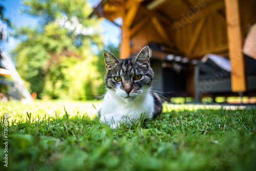Katze liegt im Gras photo