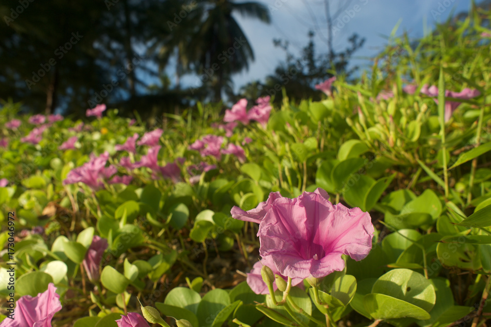 Shoreline vegetation