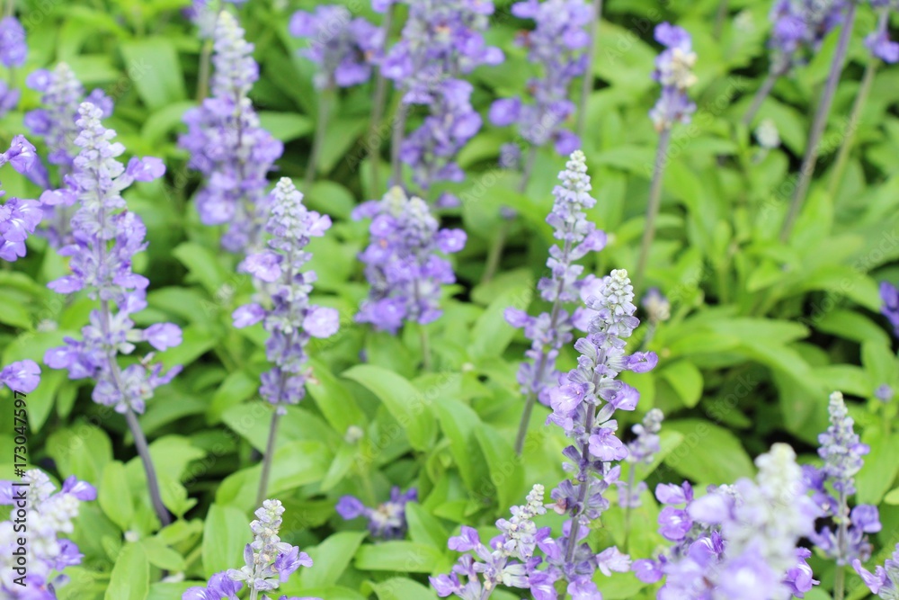 Purple salvia flowers at beautiful in garden Purple salvia flowers at beautiful in garden