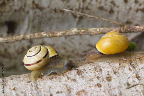 Schnecken
