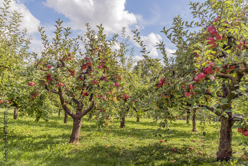 Apfelbäume auf dem Lohrberg in Frankfurt am Main