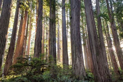 Redwoods photo