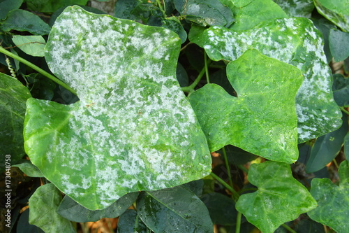 Canvastavla Close-up mildew on plant leaf