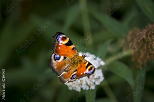 colorful butterfly on white flower