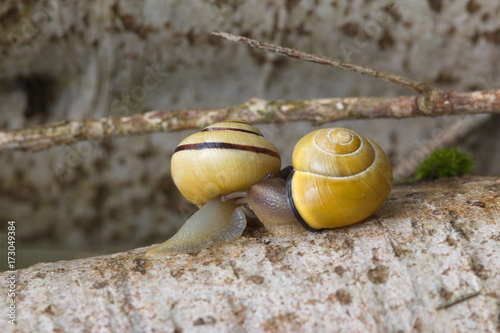 Schnecken