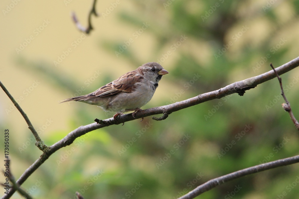 Fototapeta premium A sparrow sits on a branch