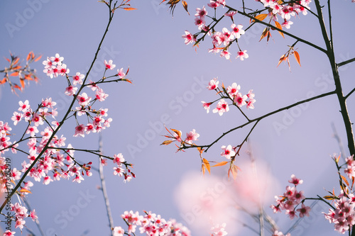 Wild Himalayan Cherry with blue sky and cloud background. Thai sakura blooming during winter in Thailand