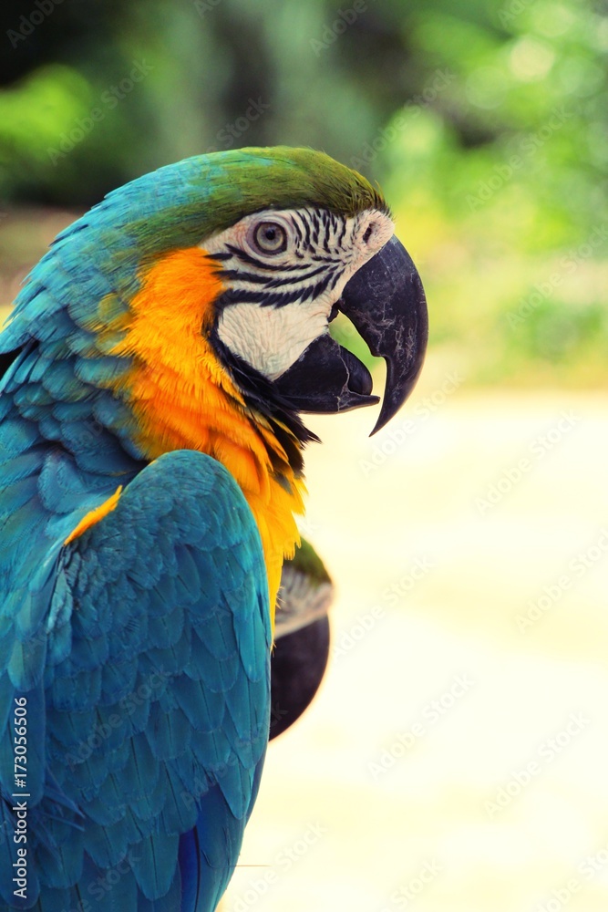 Macore bird parrot beautiful in the zoo Macore bird parrot beautiful in the zoo