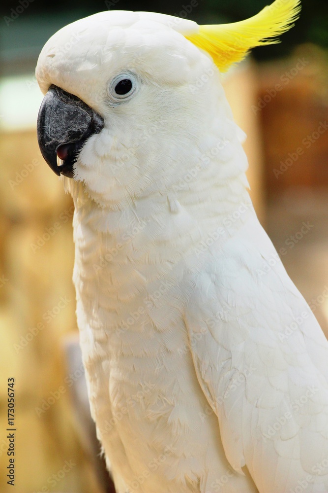Macore bird parrot beautiful in the zoo