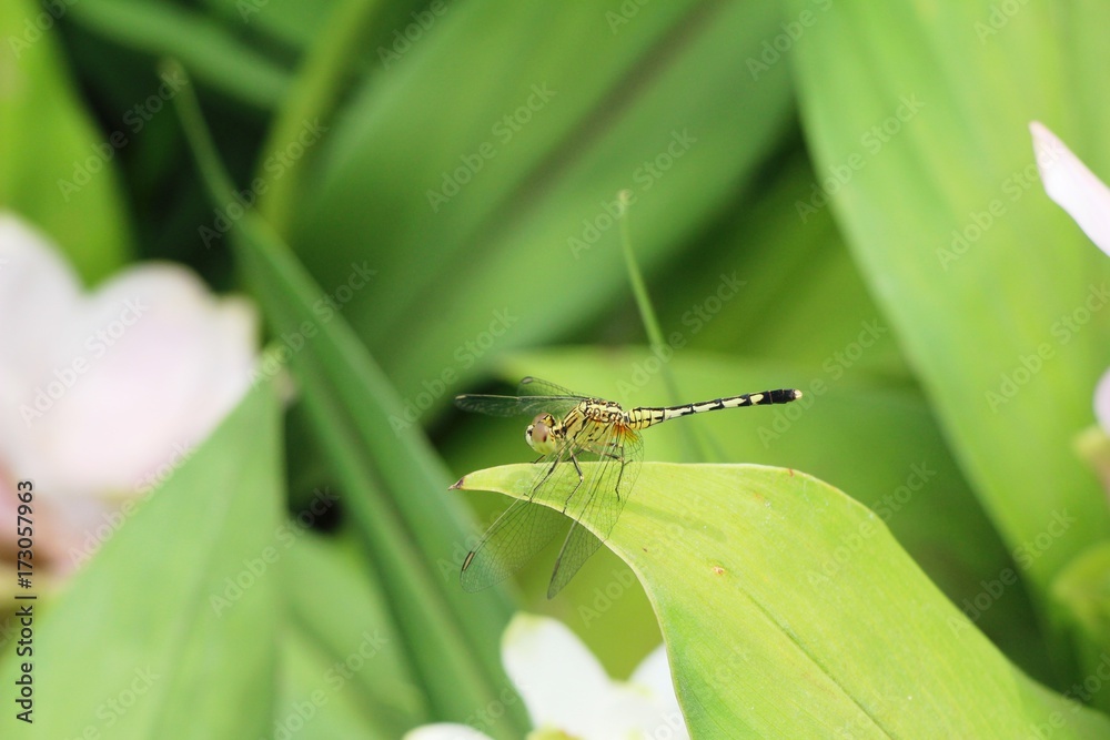 Dragonfly with beauty flower at the nature Dragonfly with beauty flower at the nature