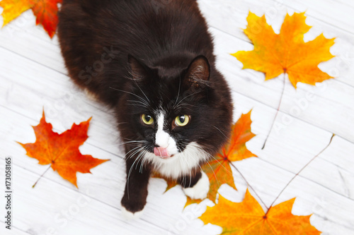 Cute baby black kitten playing in fall leaves photo