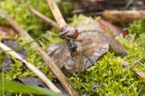 Schnecken