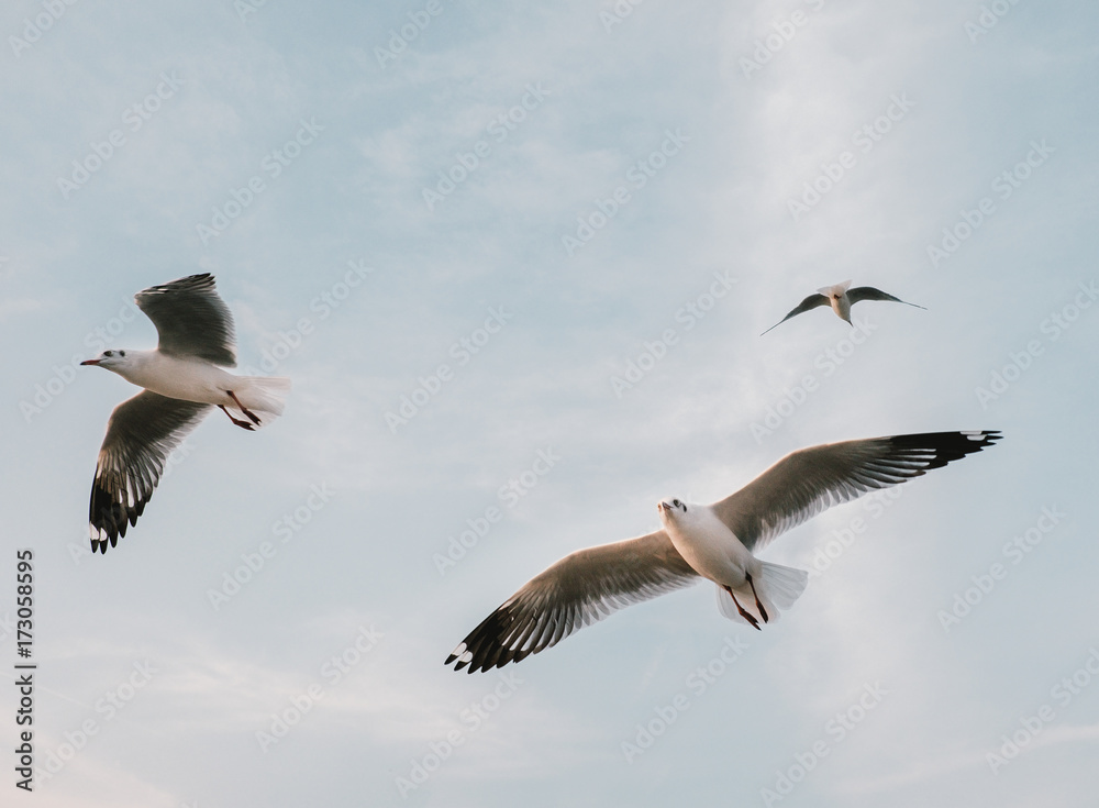 Obraz premium Seagull flying on beautiful blue sea
