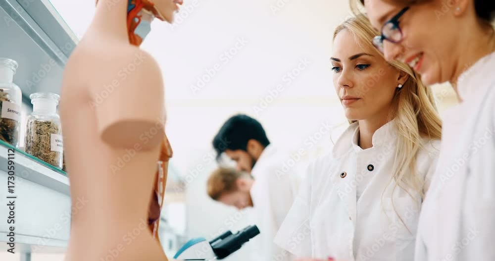 Student of medicine examining model of human body Student of medicine examining model of human body