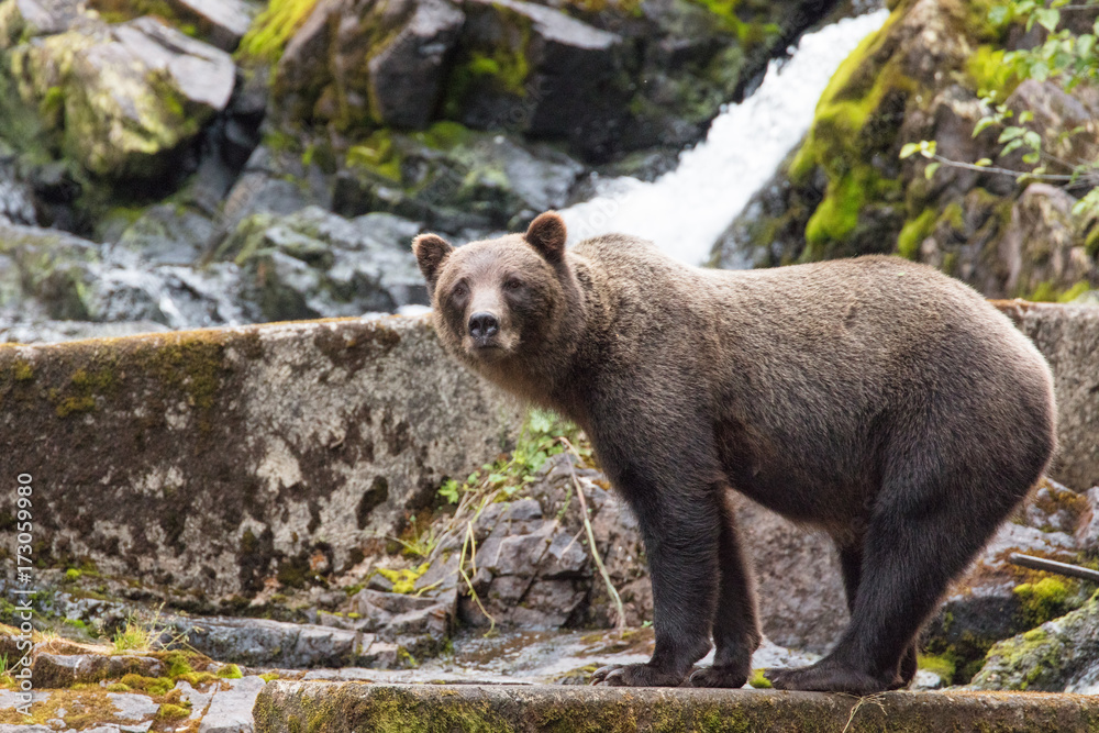 Fototapeta premium Brown Bear hunting salmon