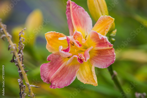 yellow and pink Hemerocallis