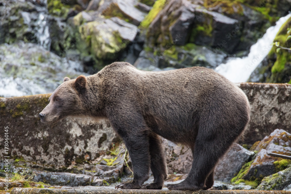 Brown Bear hunting salmon Brown Bear hunting salmon