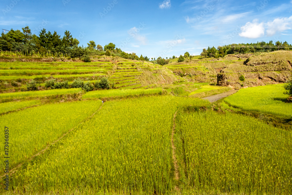Naklejka premium Paddy field