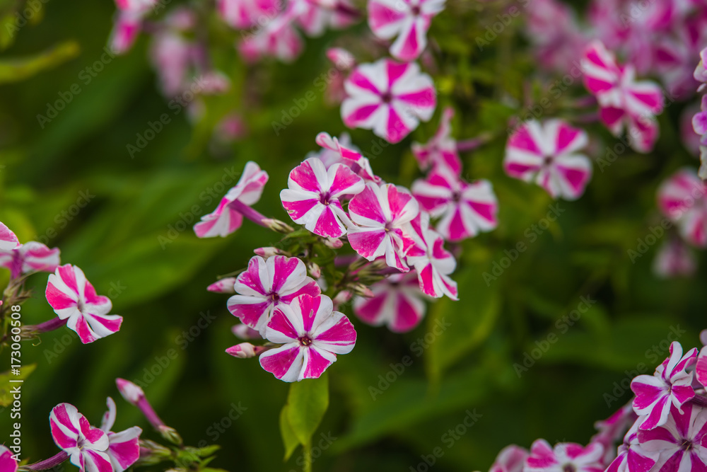 blooming phlox