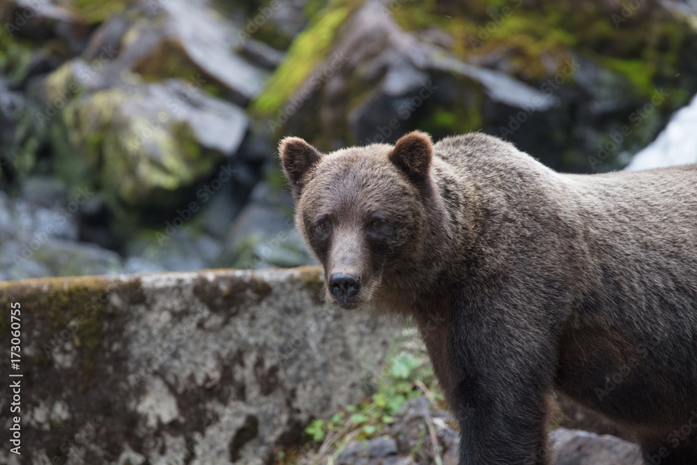 Brown Bear hunting salmon Brown Bear hunting salmon