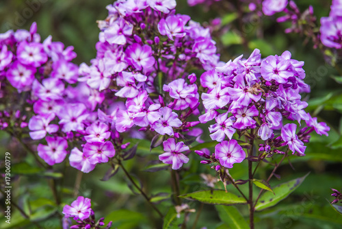 purple phlox