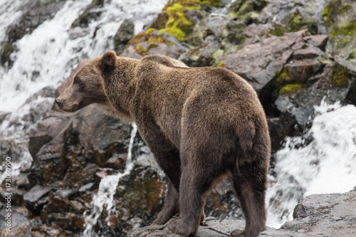 Wallpaper Mural Brown Bear hunting salmon Torontodigital.ca