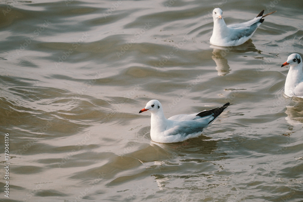 Brown-headed Gull on lake,Migratory seagulls flock to the Bang Pu Seaside, Thailand during November and April.