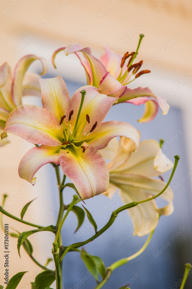 Obraz premium pink lily flower