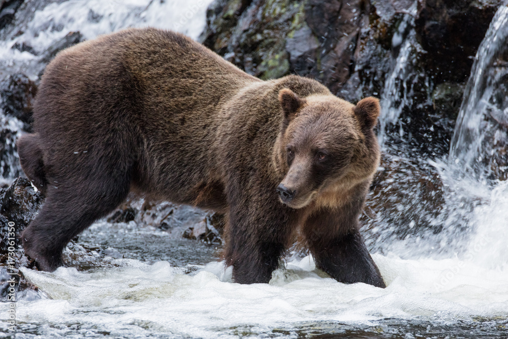 Obraz premium Brown Bear hunting salmon