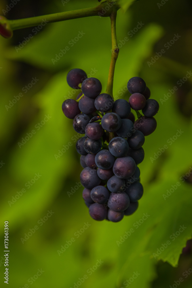 home garden grapes