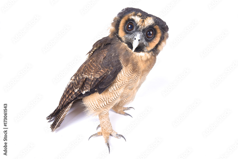 Fototapeta premium Brown wood owl, Strix leptogrammica
