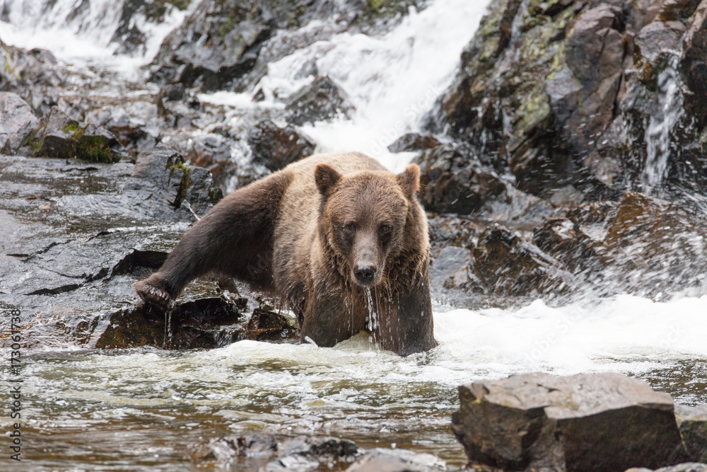 Brown Bear hunting salmon