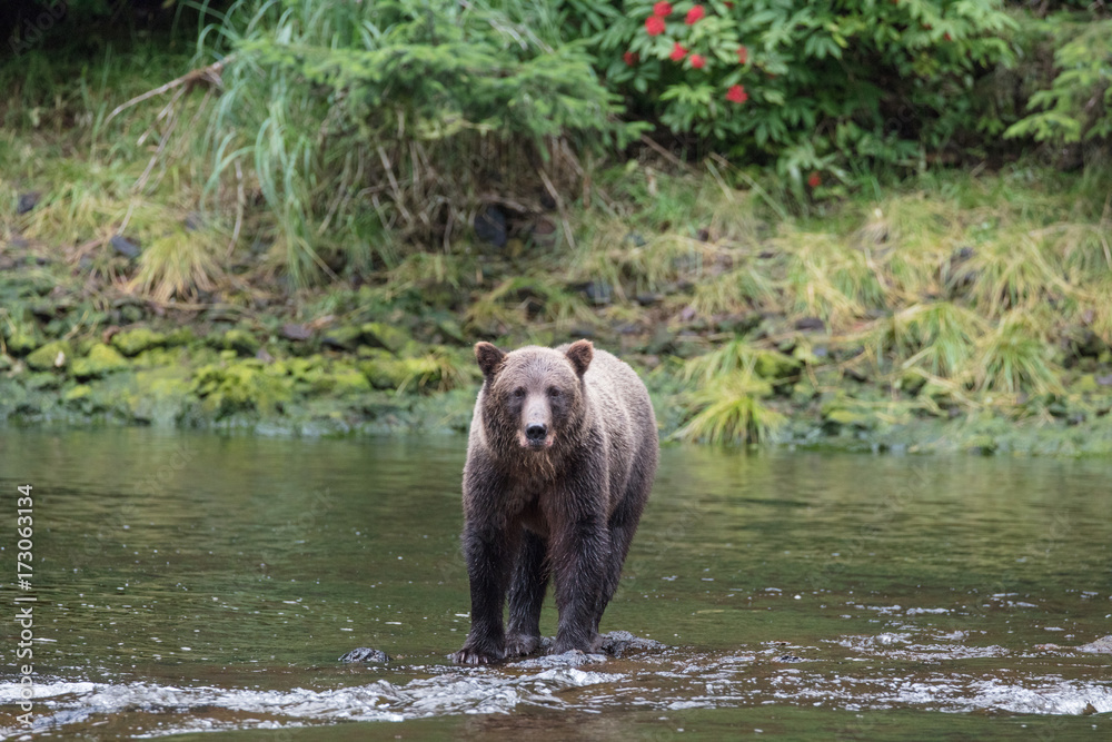 Brown Bear hunting salmon Brown Bear hunting salmon
