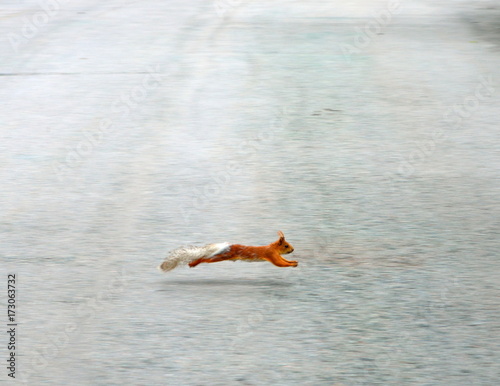 Red squirrel running crossing the road