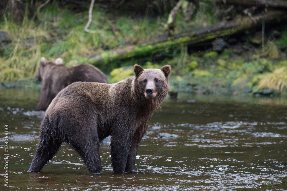 Fototapeta premium Brown Bear hunting salmon