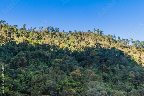 Forest in guatemalan mountains near Quetzaltenango