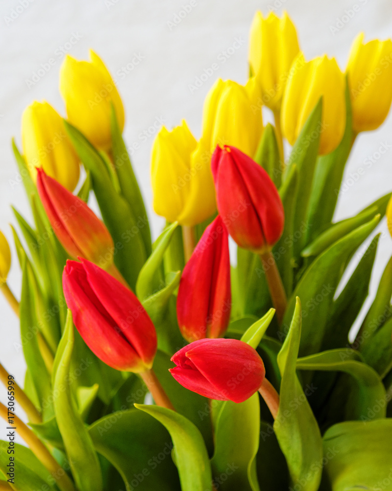 red and yellow tulips on pale white background red and yellow tulips on pale white background