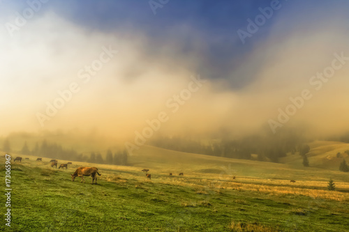 Cows graze on green hills. Carpathians, Ukraine © OleksandrO