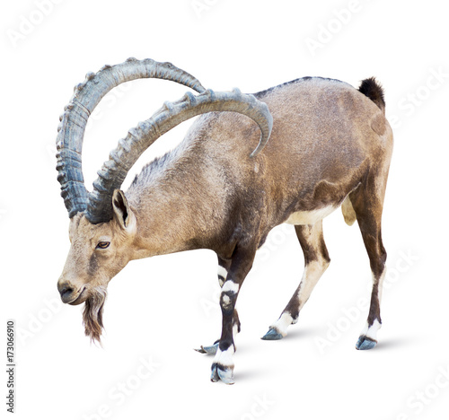 Alpine Ibex isolated on white background