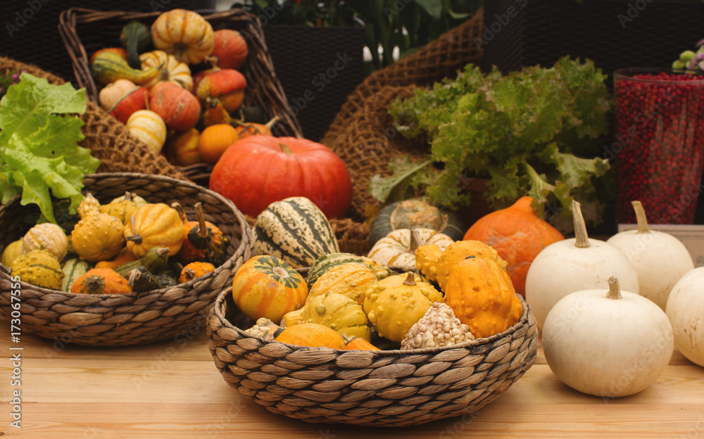 Variaty of colorful pumpkins on seasonal farmer`s market