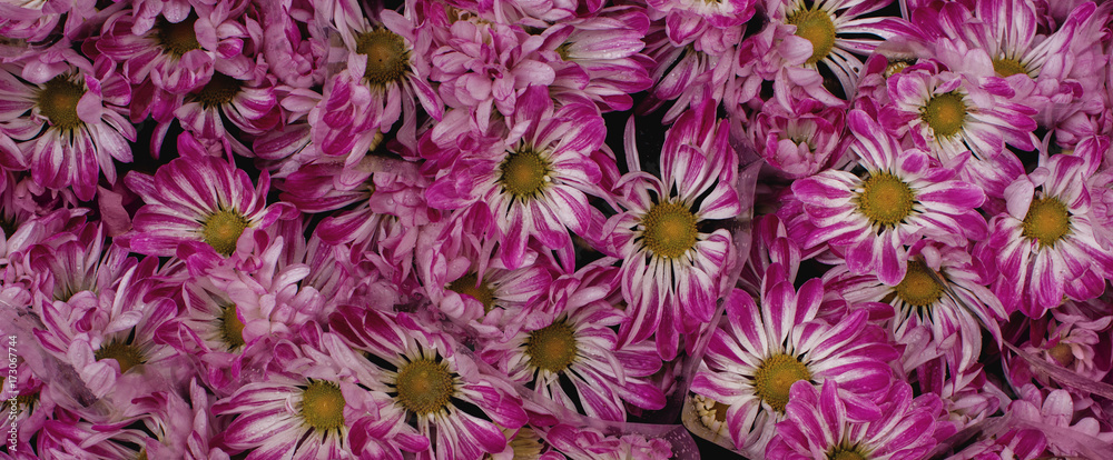 Golden-daisies ready for sale on farmer`s market, romantic seasonal pink flowers texture Golden-daisies ready for sale on farmer`s market, romantic seasonal pink flowers texture