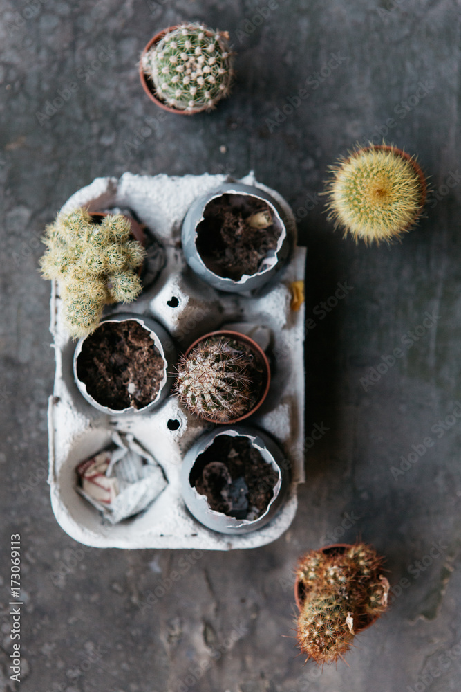 Different cacti growing in cracked eggs Different cacti growing in cracked eggs