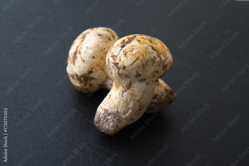 isolated matsutake mushroom isolated matsutake mushroom