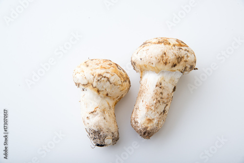 isolated matsutake mushroom photo