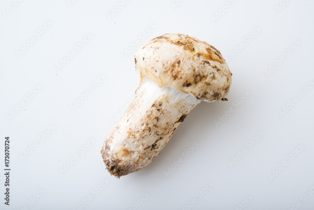 isolated matsutake mushroom isolated matsutake mushroom